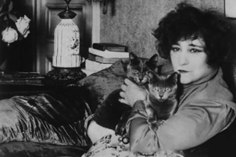 Colette Cats 3