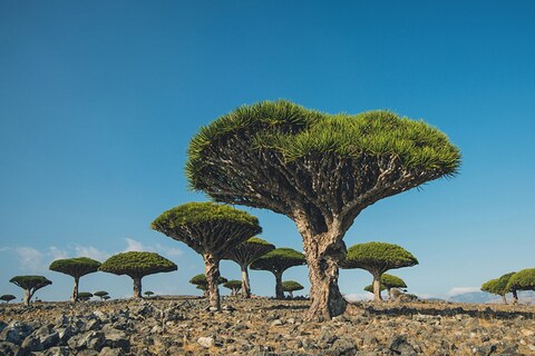 Socotra, Yemen 