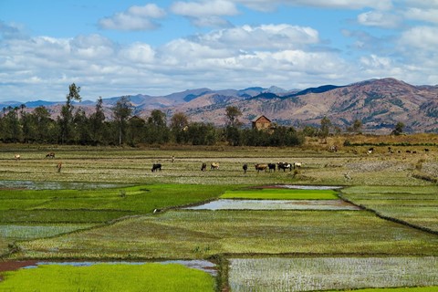 Madagascar 