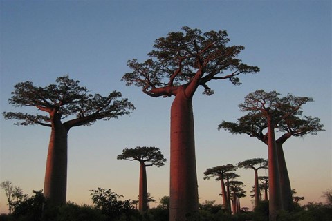 Baobab trees, Madagascar