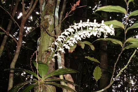 Invasive Species 