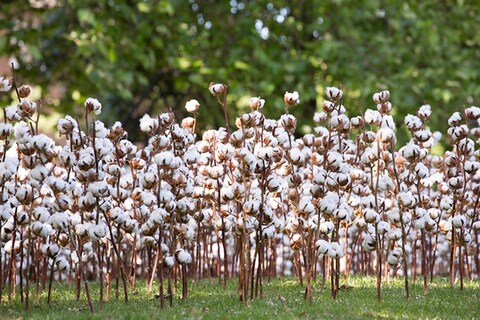 Rebecca_Louise_Law_Cotton_Field_04