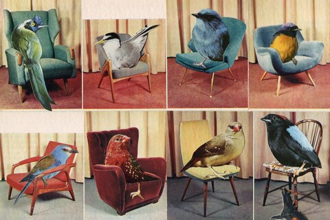 Seated Birds 2019