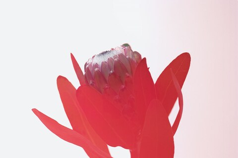 03_Protea_Final