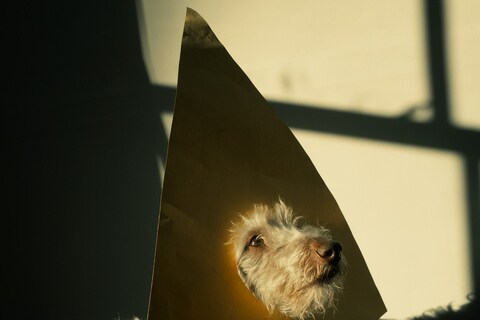 whippet
