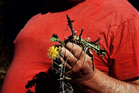 Daily Weeding