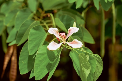 Bounty by Steve McQueen