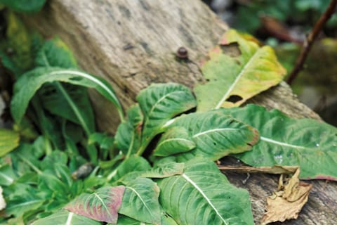 GRÜN_TimoWirsching_01