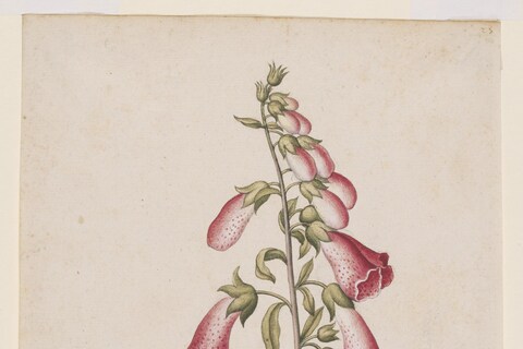 Foxglove, ca 1575, &#169; The Victoria and Albert Museu
