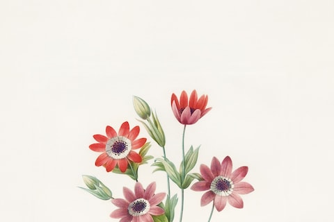 xl_redoute_belles_fleures_01