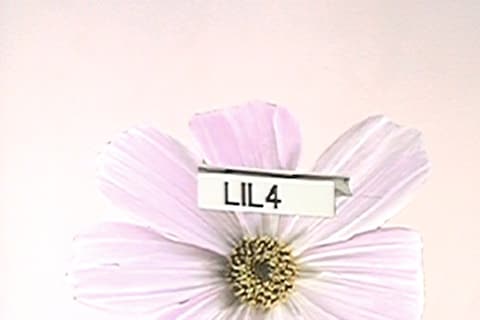 Lila Moss model Miu Miu AnOther Magazine Sharna Osborne