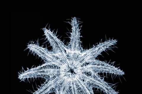 Crown of Thorns Sea Star