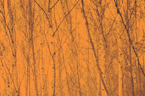 Ses Disparitions Successives by Clara Chichin