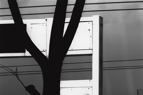 Jack Davison Song Flowers Marni Maio South China