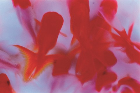 pg.147_Ninagawa Mika_Liquid Dreams