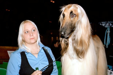 Afghan Hound