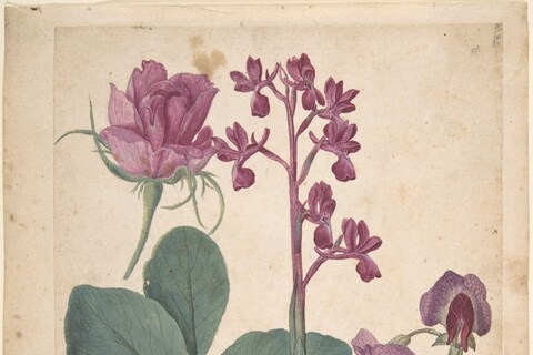 A Sheet of Studies of Flowers (A Rose, a Heartseas