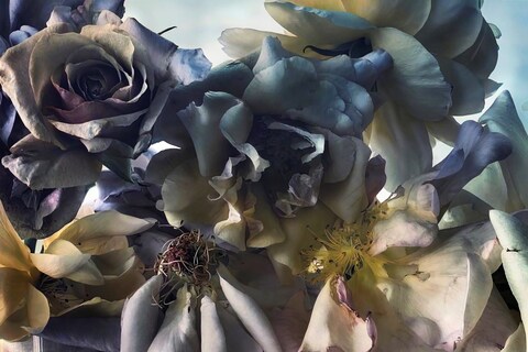 Nick Knight photographer Roses Albion Barn