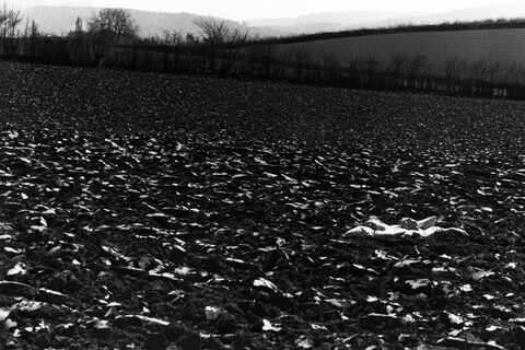 1. RoseEnglish_Bed in Field 1973