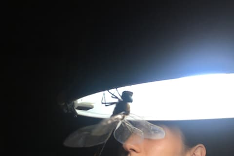 A portrait by Nico Vascellari - Beetle Matrix