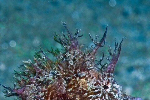 Hipocampus Seahorse 