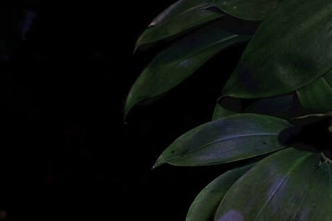 Stills and Strokes, Paradies, 2010 