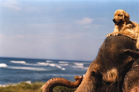 Still from A Letter to True, 2003