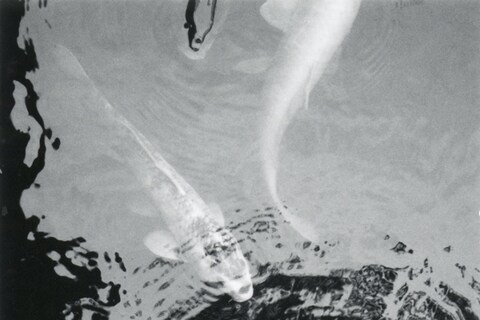 Koi fish