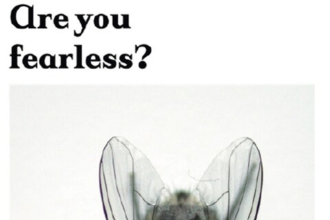 Are you fearless?