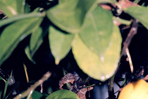 Lemon Tree, 2010