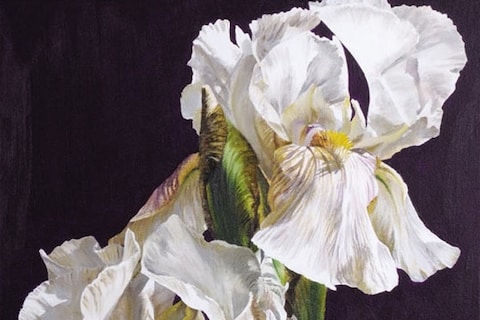 Cafe Creme Irises by Sarah Caswell SBA