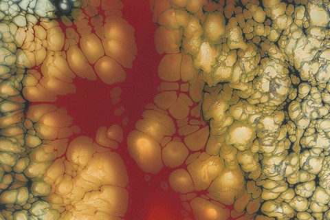 Taken from the Nature Paintings series by Keith Tyson, 2008 