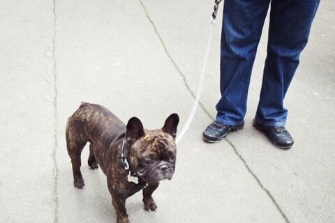 A French Bulldog captured on our Canon road trip