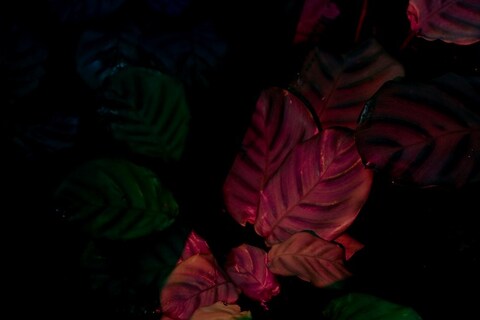 Stills and Strokes, Paradies, 2010 