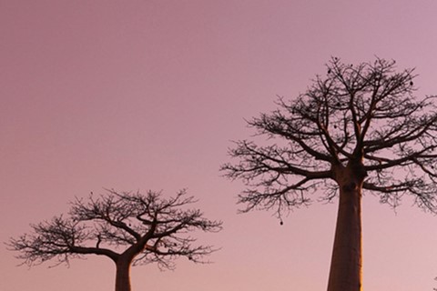 Madagascar Trees