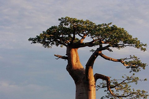 Baobab Trees