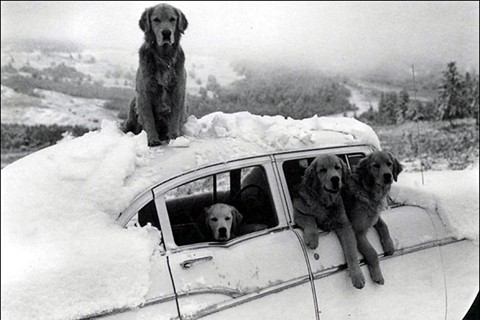 Still from A Letter to True, 2003