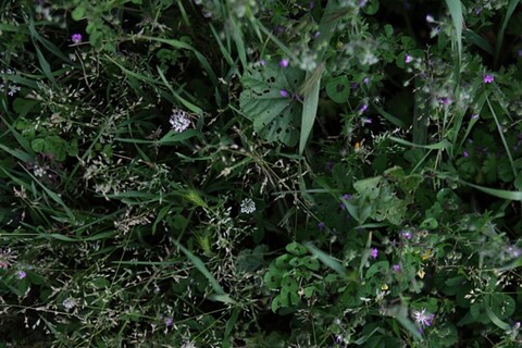 Tuscan wild flowers
