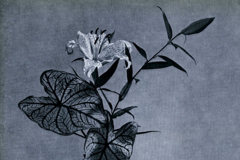 Misha Hollenbach, Ikebana II, 2014