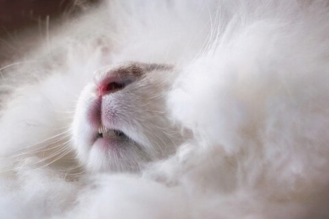 The World&#39;s Fluffiest Rabbit