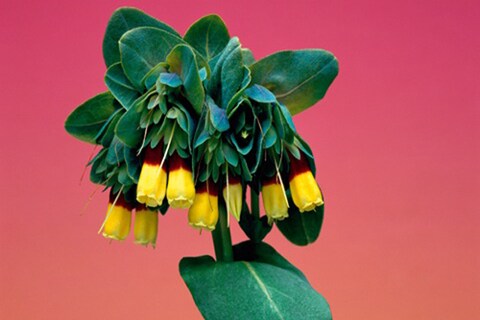 Cerinthe Major