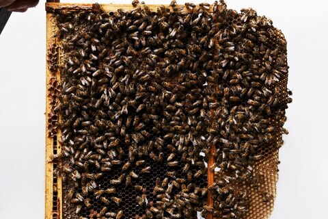 Bees on honeycomb