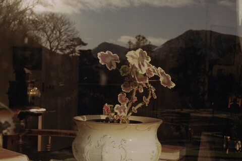 Plant with the Sun, Ireland 2010