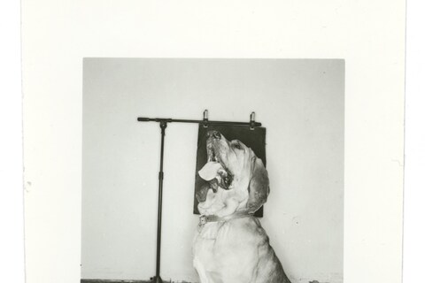 From Dogs by Mark Peckmezian