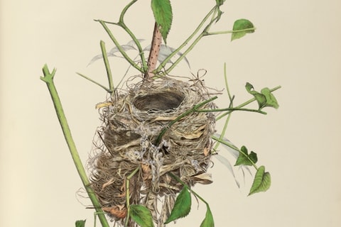Indigo Bird
