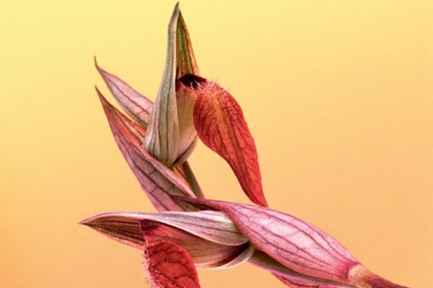 Serapias Neglecta-2