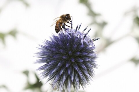 Bee on Flower