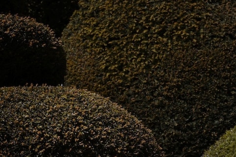Topiary