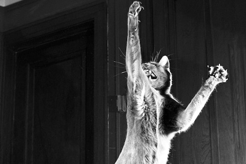 Walter Chandoha Cats Taschen Photography Book 2019 high res
