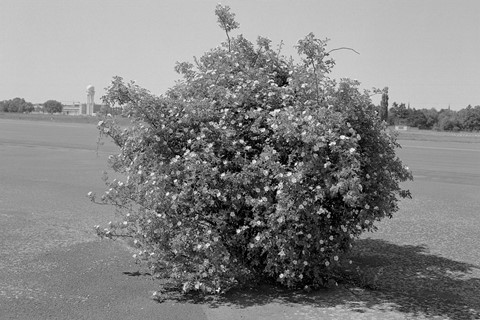 Berlin Pictures by Mark Steinmetz